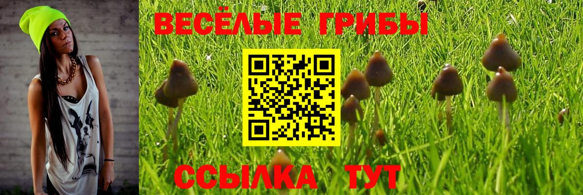 Ржев  Галлюциногенные грибы прущие грибы  Псилоцибиновые грибы ЛСД  Вход с VPN 